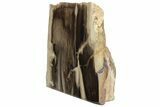 Polished, Petrified Wood (Metasequoia) Stand Up - Oregon #193906-2